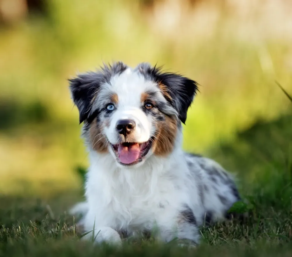 berger americian bébé