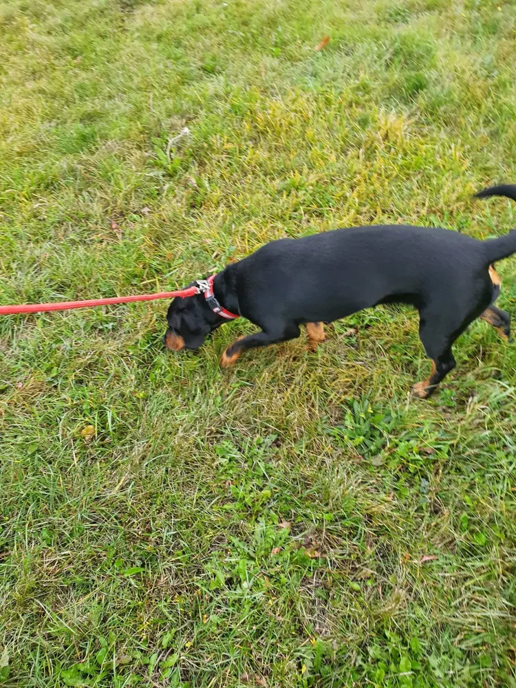 Promenade de chien en laisse