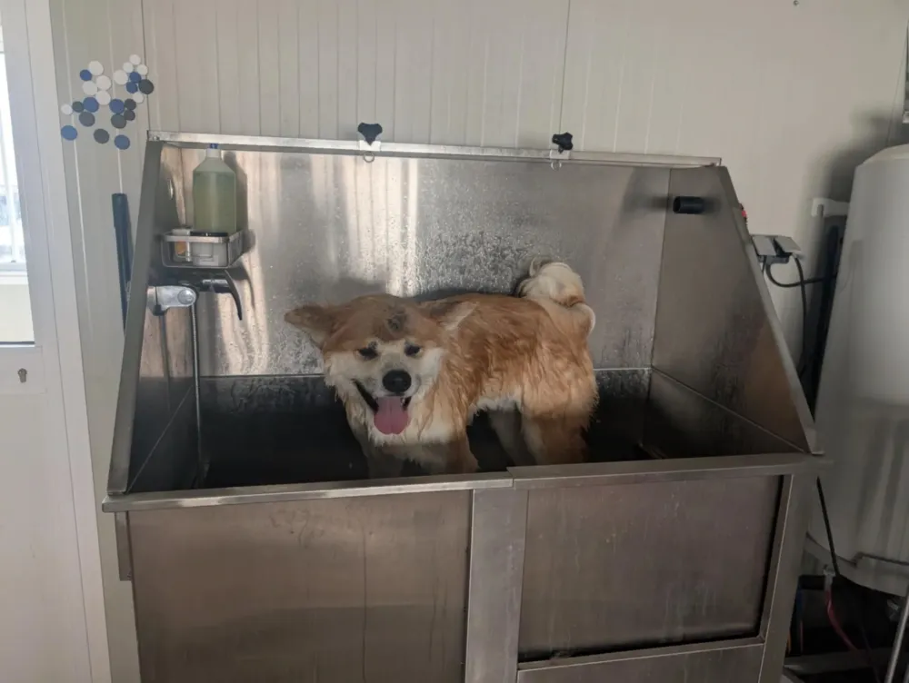 Toilettage de Shiba Inu