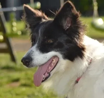 Garde canine à Belleville