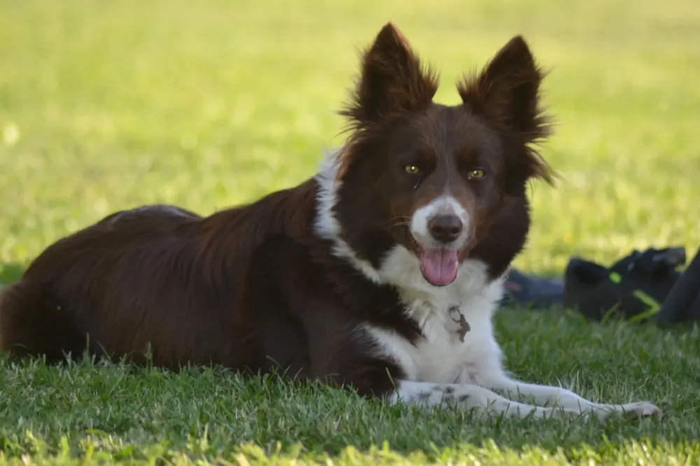 Pension canine à Belleville