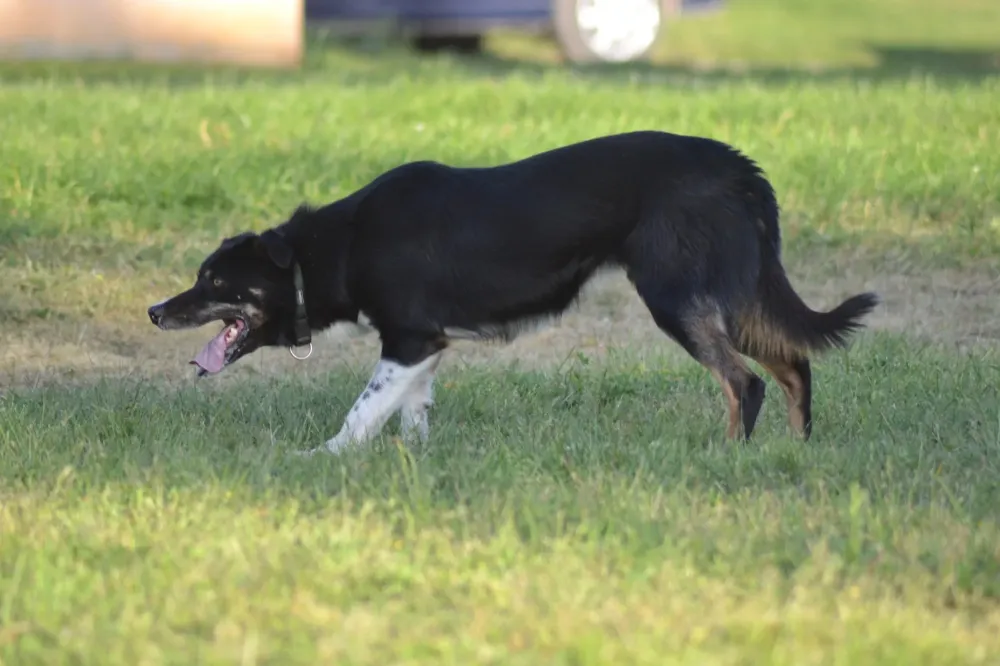 border colli noir (5)