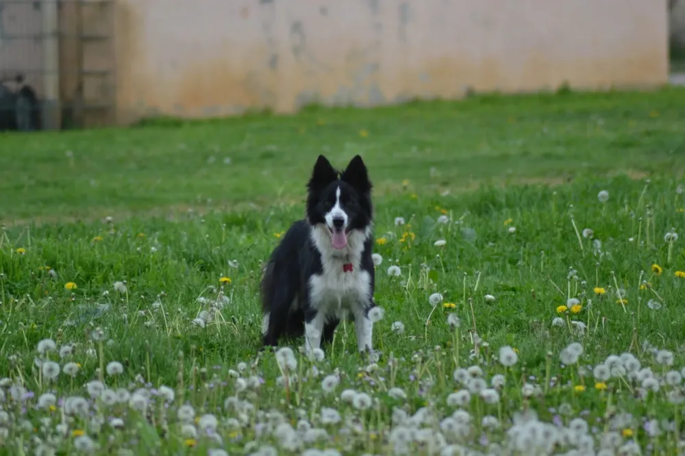 border colli noir (6)