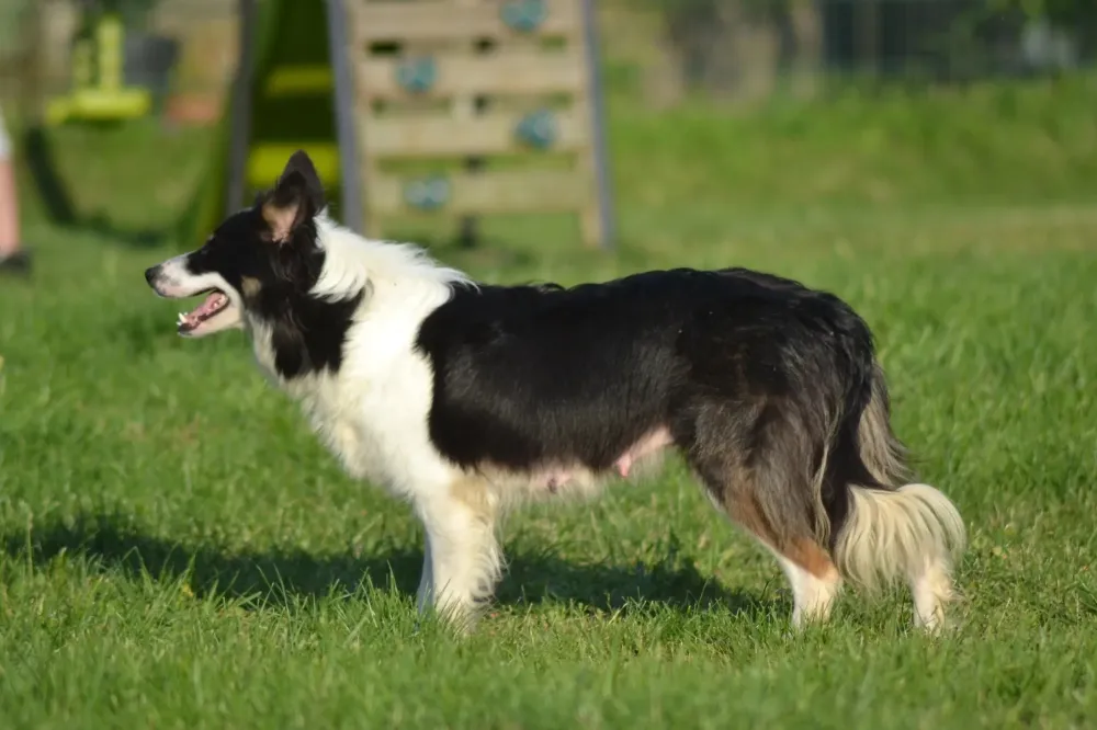 Élevage canin à Belleville