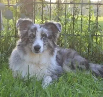 Élevage border collie à Belleville