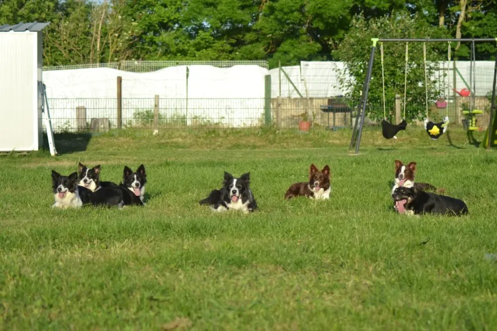 elevage de border coli