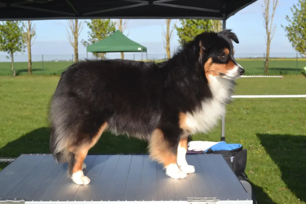 expo de berger américain de petite taille